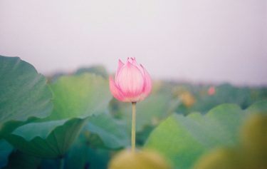 三清の行（榊、掃除、奉祀）